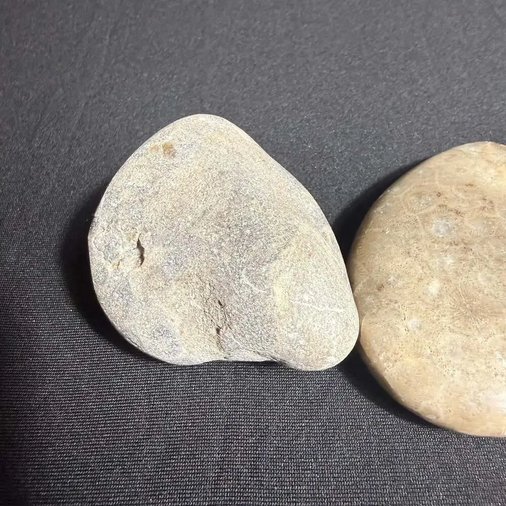 Lot of 3 fossils